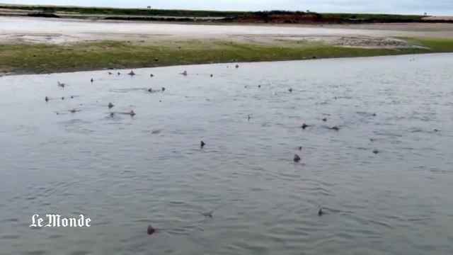 Une nuée de requins sur une plage anglaise