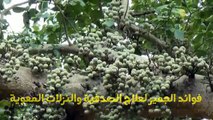 فوائد الجميز لعلاج الصدفية والنزلات المعوية وتطهير الجهاز الهضمى