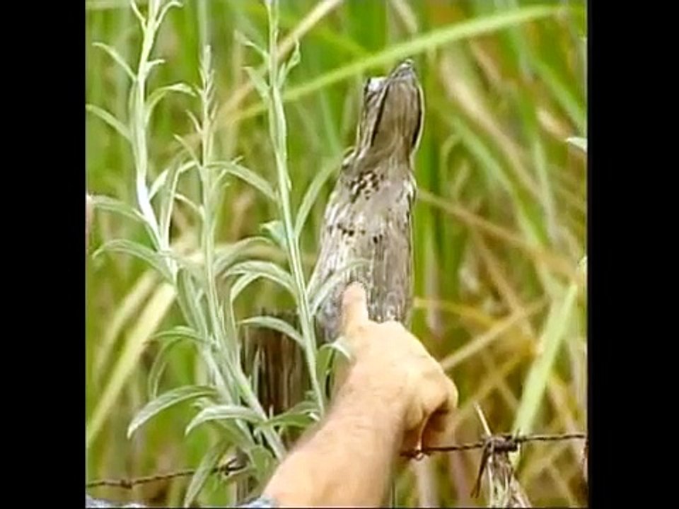 Urutau  Mãe da Lua   EPTV com   Notícias   Terra da Gente