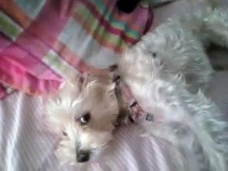 Mis perras jugando