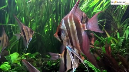 Zoo we Wrocławiu. Sierpień 2011