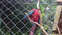 Guacamayo Rojo - Zoologico concepcion 14-01-2012