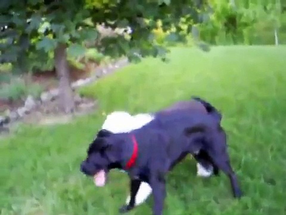 Laika and Rascal playing...BFF