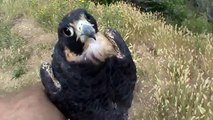 peregrine falcon release