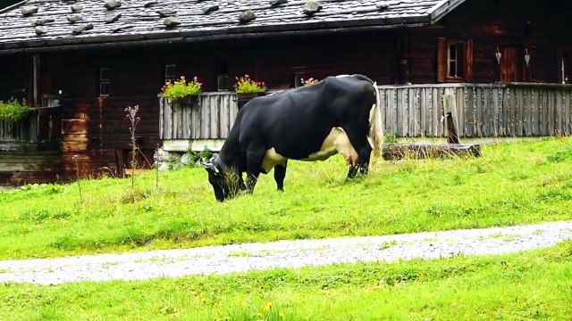 Insari Kia - Tiroler Dialekt Doku über Kühe und Rinder, Dokumentation von Robert Höck, Tiere Natur