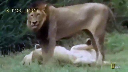 Lions Attack Hunters Documentaries National Geographic Wild Animal Documentary HD