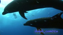 DOLPHINS: Royalty free stock footage