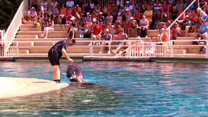 Otarie LE PAL Dompierre