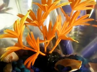 Guppies Giving Birth