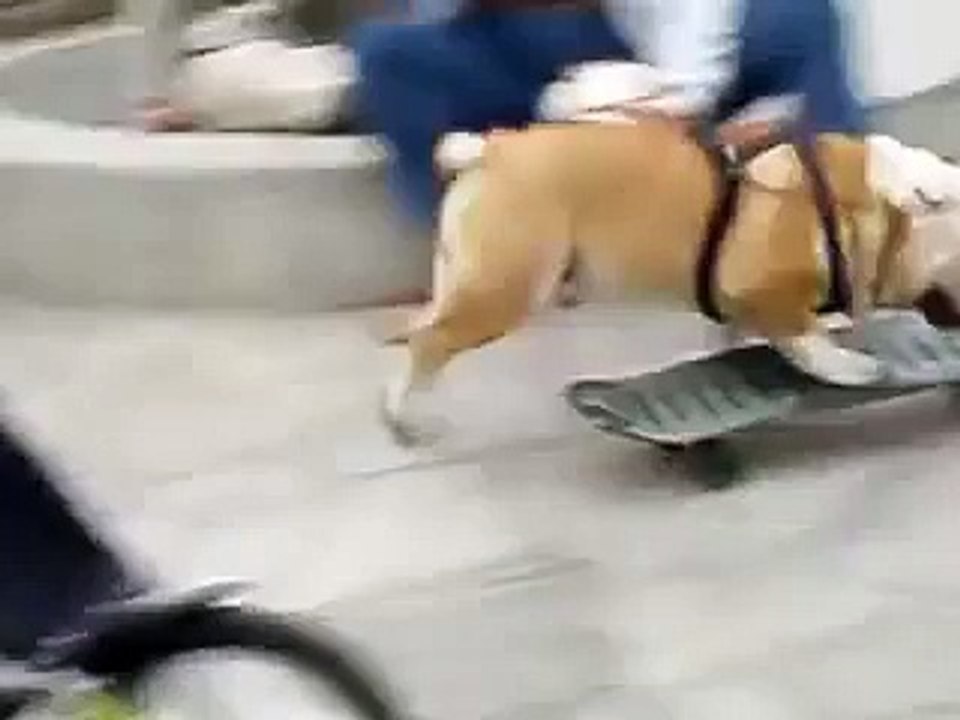 Tyson the skateboarding dog