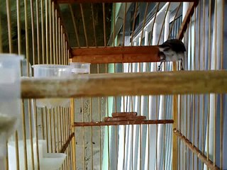 COLEIRO TUI TUI JF Máquina.avi