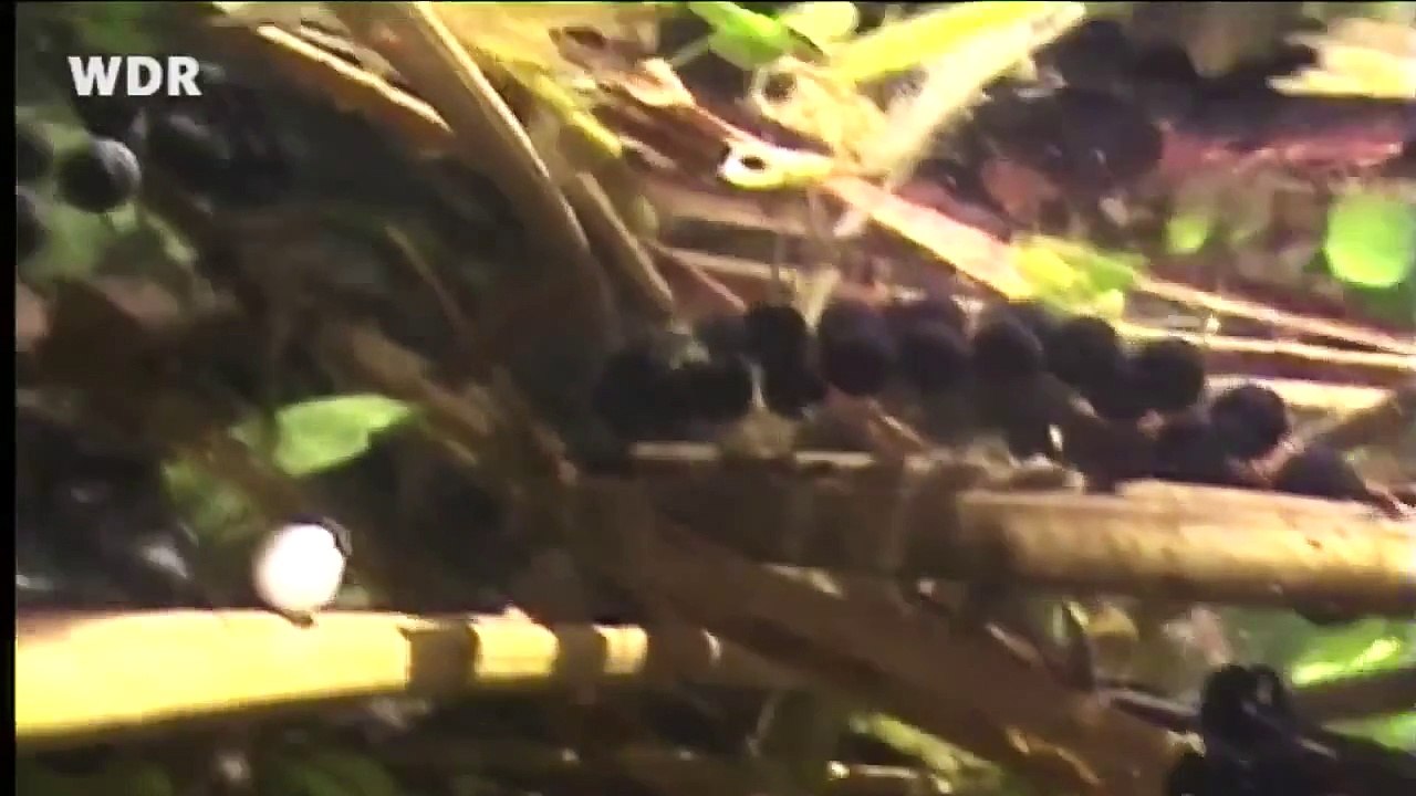 Tiere im Teich Frühling SCHULE WDR video Dailymotion