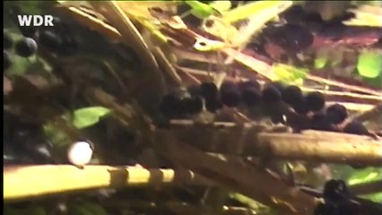 Tiere im Teich - Frühling - PLANET SCHULE - WDR