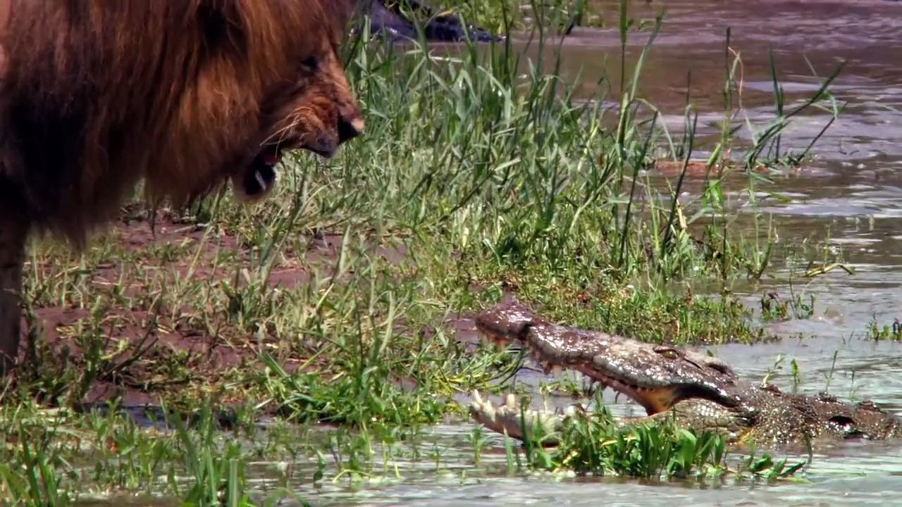 African Cats: The Making of African Cats