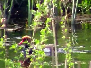 Üstökös réce (Netta rufina) - Red Crested Duck