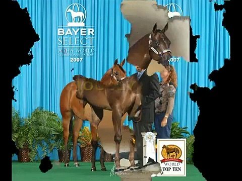 OBVIOUSLY IM KIDDIN 2001 Sorrel Quarter Horse Stallion HYPP NN - The modern halter horse