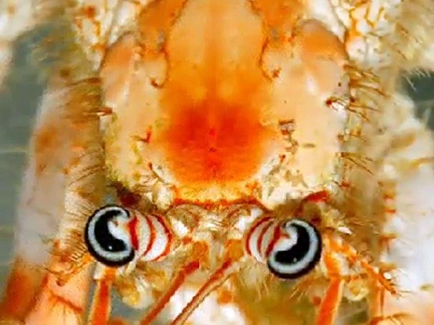 ⁣DESDE LO MÁS PROFUNDO DEL OCÉANO