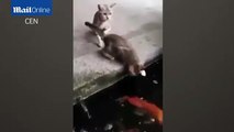 恐怖「魚吃貓」短片　少女嚇到狂叫