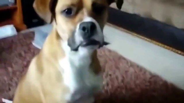 Funny Vines of Dogs and Cats Funny Cat Videos Funny Dog Videos Best Funny Animals