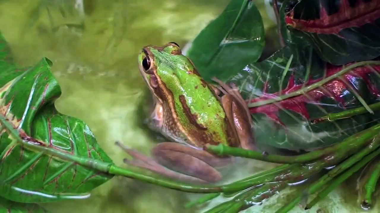 Green and Golden Bell Frog tadpoles released into the wild