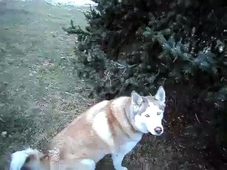 Husky Sings to Harmonica: The Bruno Blues