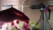 betta fish tricks training session