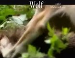 Wölfe Wolf Wildnis Tiere Animals Natur SelMcKenzie Selzer-McKenzie