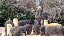 Paarung Elefanten