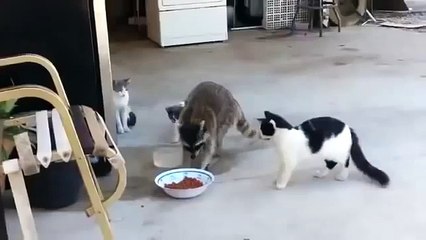 Waschbär-Meisterdieb klaut Katzenfutter mit Stil 2013 Lustige Katzen