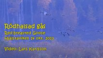 Rödhalsad gås  Red-breasted Goose Hjälstaviken 14 okt. 2013