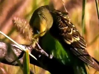 Chim Yến Phụng Sống Ngoài Thiên Nhiên  - Thiên Đường Cá Cảnh