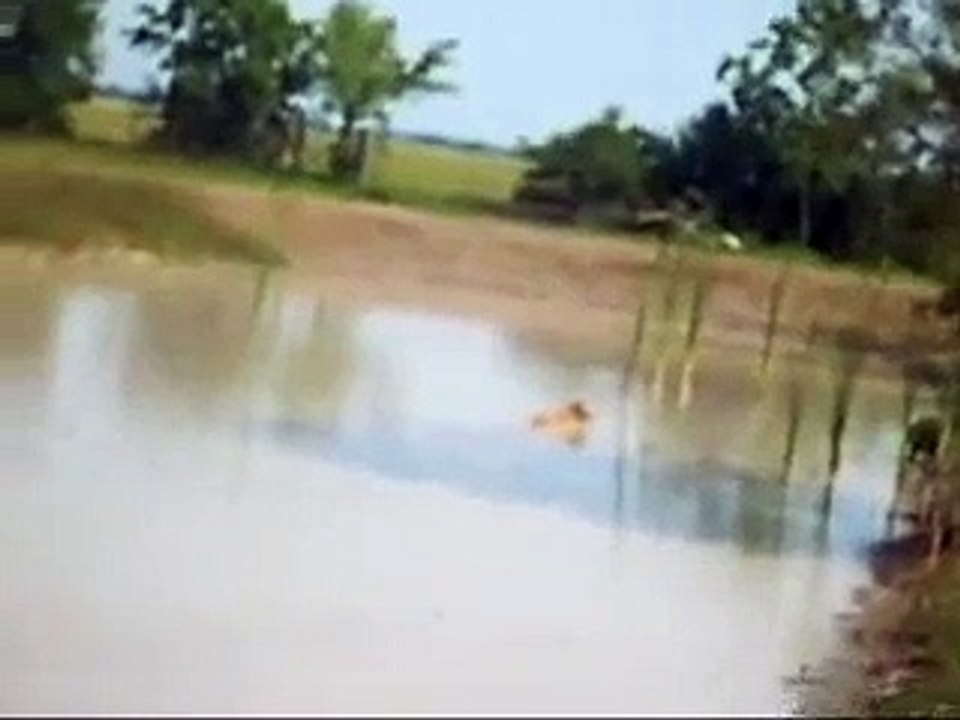 pitbull vs hog , pit bull, bay dog, catch dog, hog hunting with dogs, hog hunting, pit bull vs hog