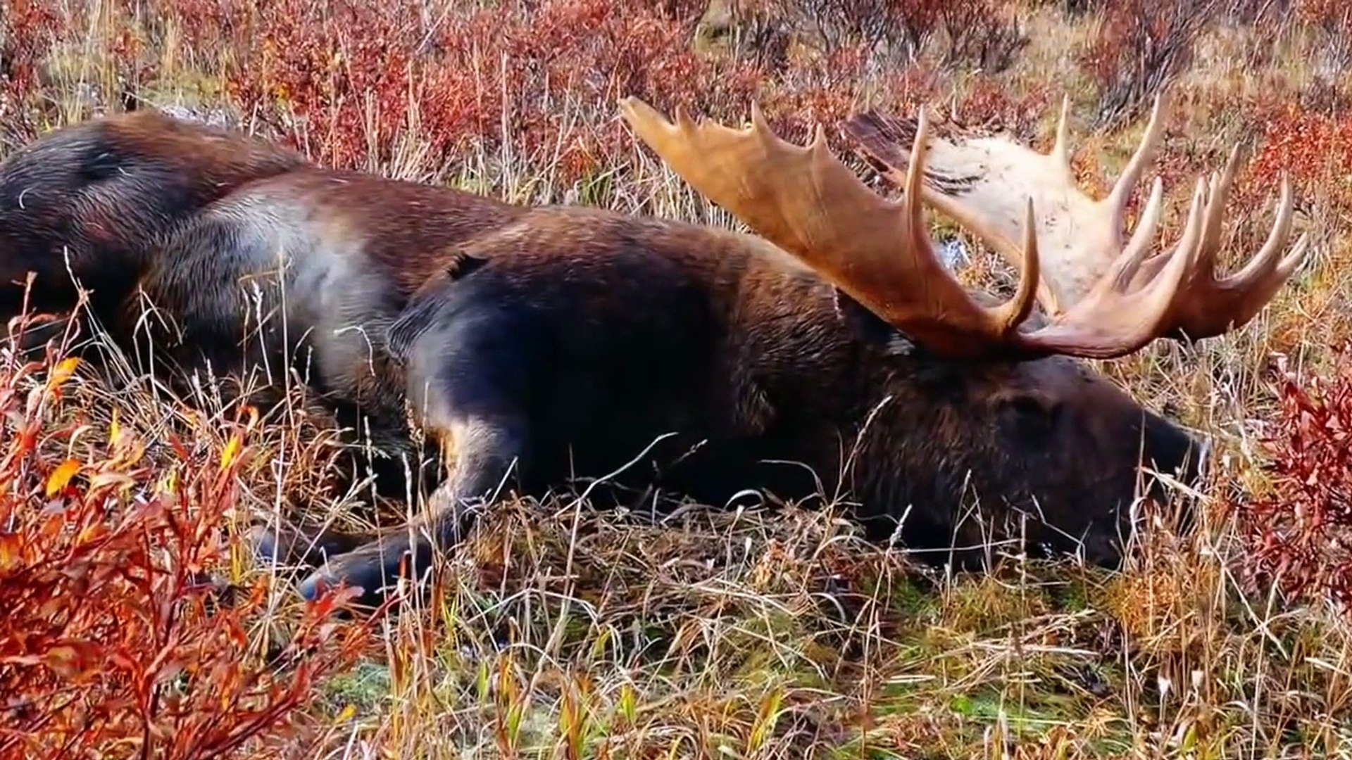 Alaska Moose Hunt 2014.