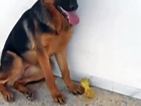 berger allemand 6 mois - German Shepherd 6 month