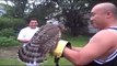 Hawk in our pigeon coop