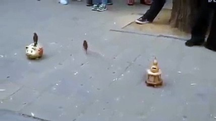 Birds collecting moneiy