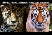 Tiger and lions bite force. Tigers bite force is about twice that of a lion. Lions have weak narrow jaws.