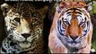 Tiger and lions bite force. Tigers bite force is about twice that of a lion. Lions have weak narrow jaws.