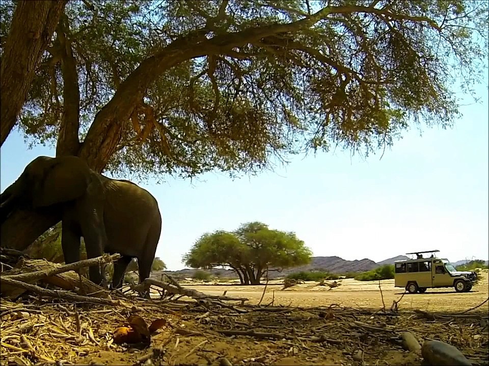 The Desert Elephants of Namibia