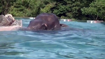 An elephant swims in the pool