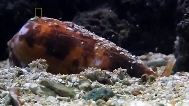 National Geographic Channel World's Deadliest Animals: Australia (Documentary)