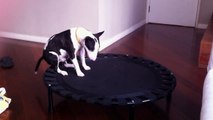 Miniature Bull terrier jumping on a mini Trampoline