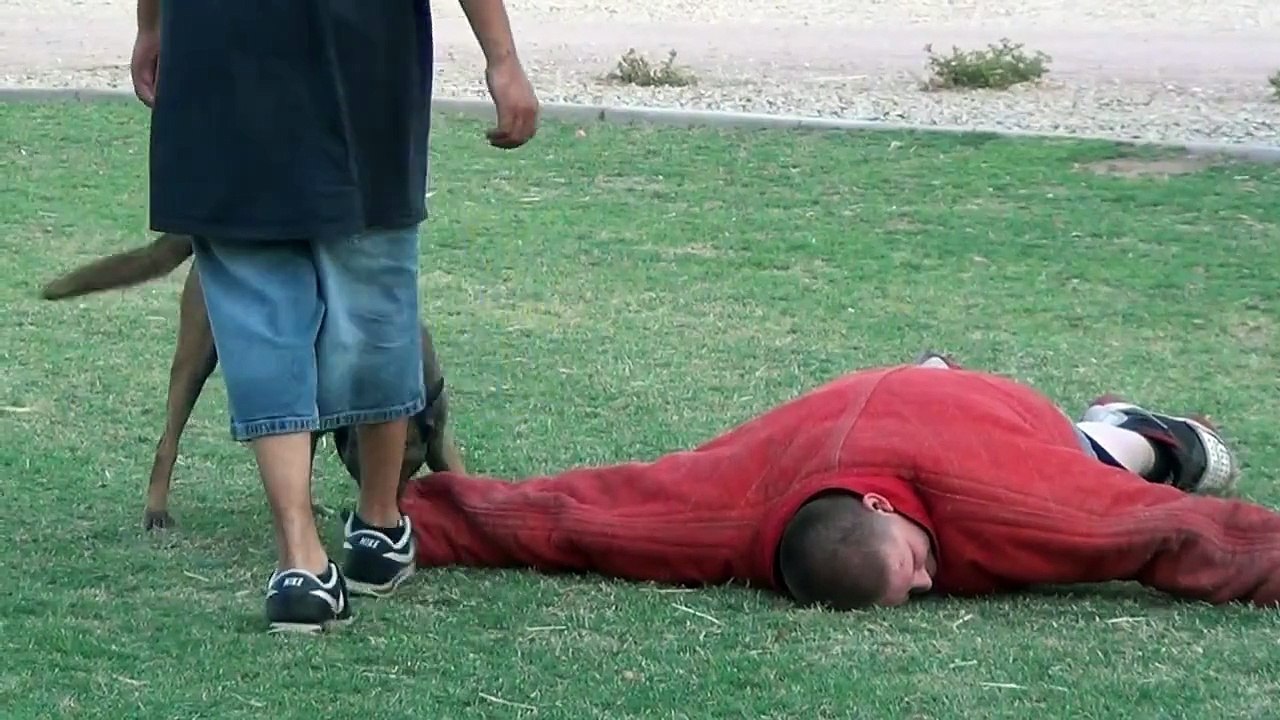 Swat Dogs - shooting gun at a dog  - Police Dogs - Military Dogs - Belgian Malinois - Cherry