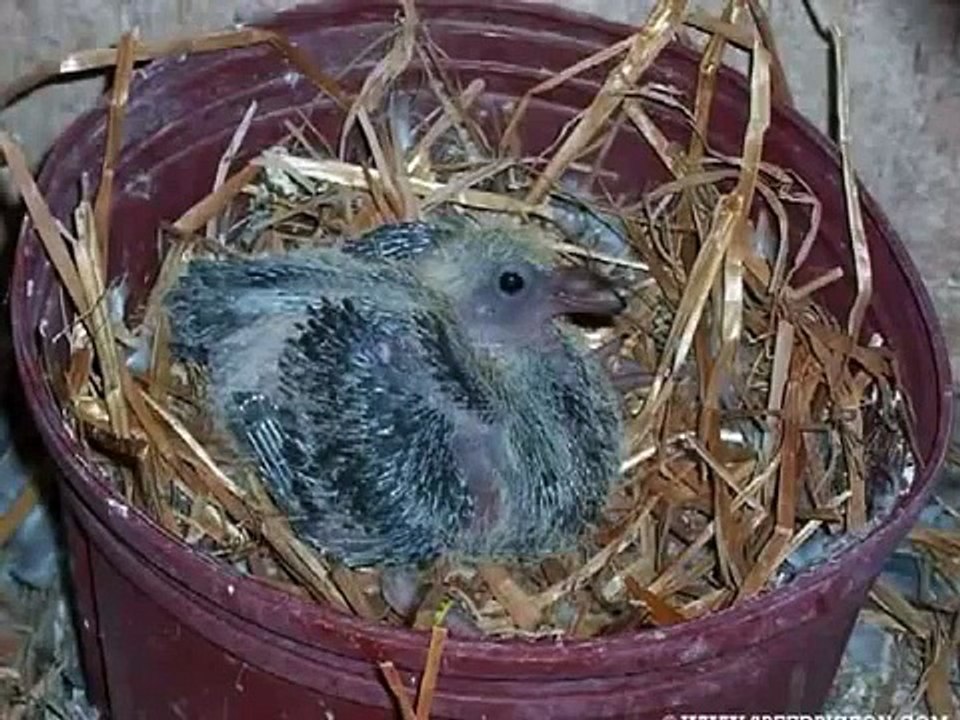 الجمعية السودانية للحمام الزاجل عبدالحميد فيزواعمار الفراخ يوم بيوم