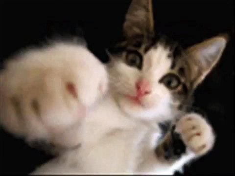 Its Peanut Butter, Jelly Time!!! (Cats)