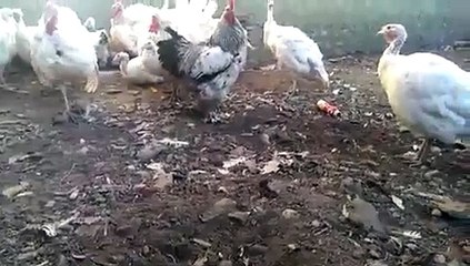 chicken run