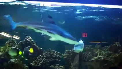 Black Tip Reef Shark takes a bite of Puffer!!! MUST SEE!!!!