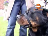 Il Canny Collar - Il miglior collare per dissuadere il cane dal tirare al guinzaglio