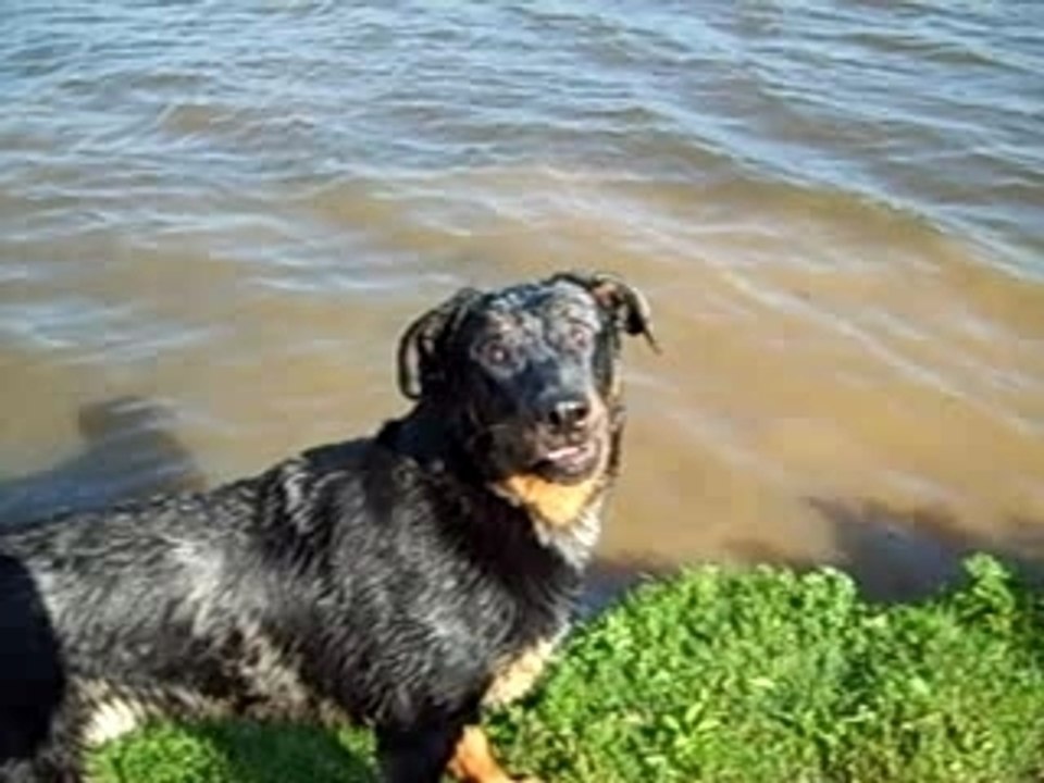 chien au lac de beaulieu