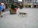 Braque de Weimar en ville. Weimaraner  & the City